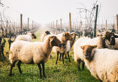 Tout connaître sue l&rsquo;appellation APO