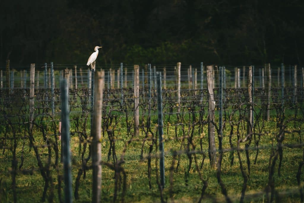 Domaine viticole Mage & Fils Charente-Maritime